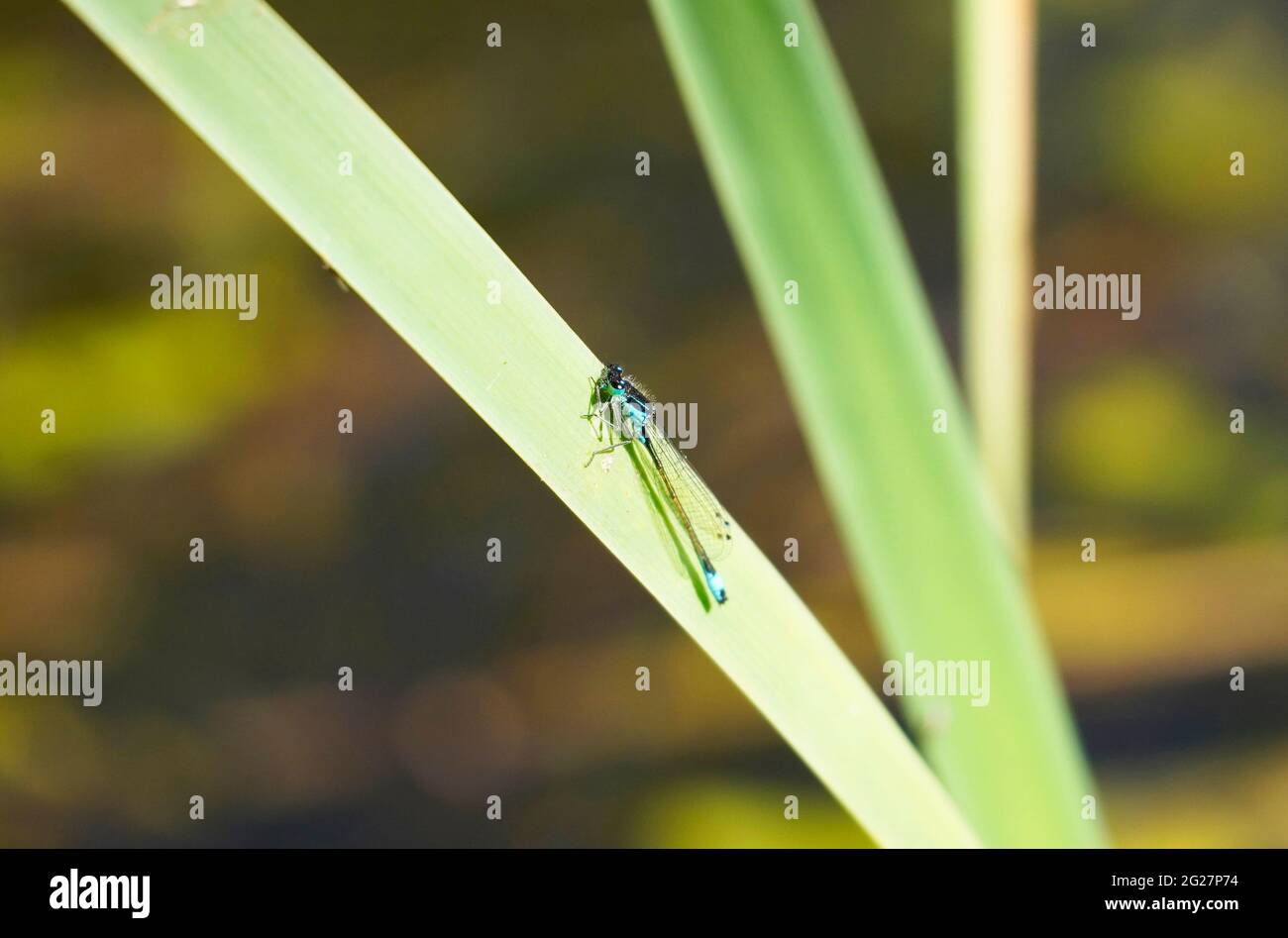 La lancia Azure Maiden si siede su una lama verde di erba. Primo piano libellula in ambiente naturale. Foto Stock
