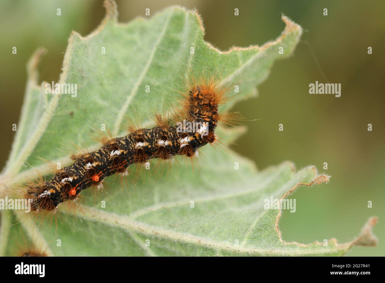 Un bruco di Moth a coda marrone, Euproctis crisorrhoea, che si nutre su una foglia. Foto Stock