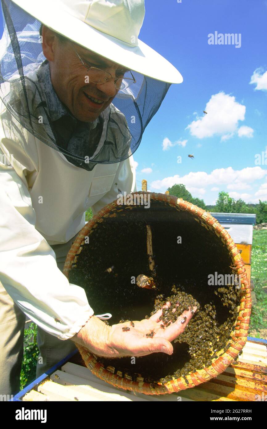 FRANCIA. HAUTS-DE-FRANCE. PAS-DE-CALAIS (62). APICOLTURA. APICOLTORE CHE PRENDE LE API IN MANO SENZA GUANTI. Foto Stock