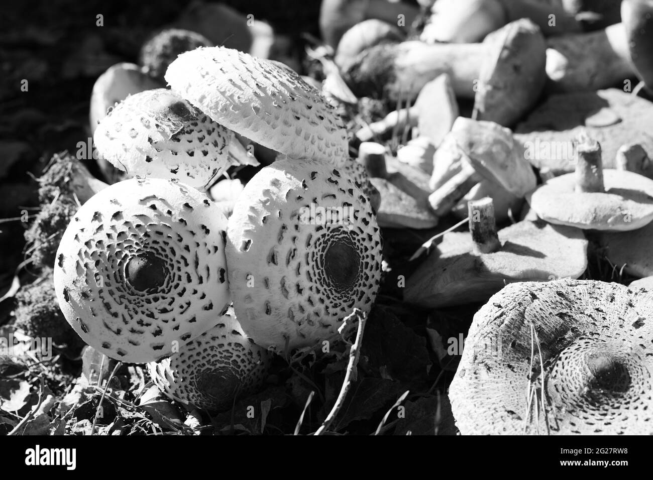 Funghi parasoli giovani (Macrolepiota procera o Lepiota procera), ceps e suillus sullo sfondo. Raccolta di funghi trovati nella foresta d'autunno. Nero Foto Stock