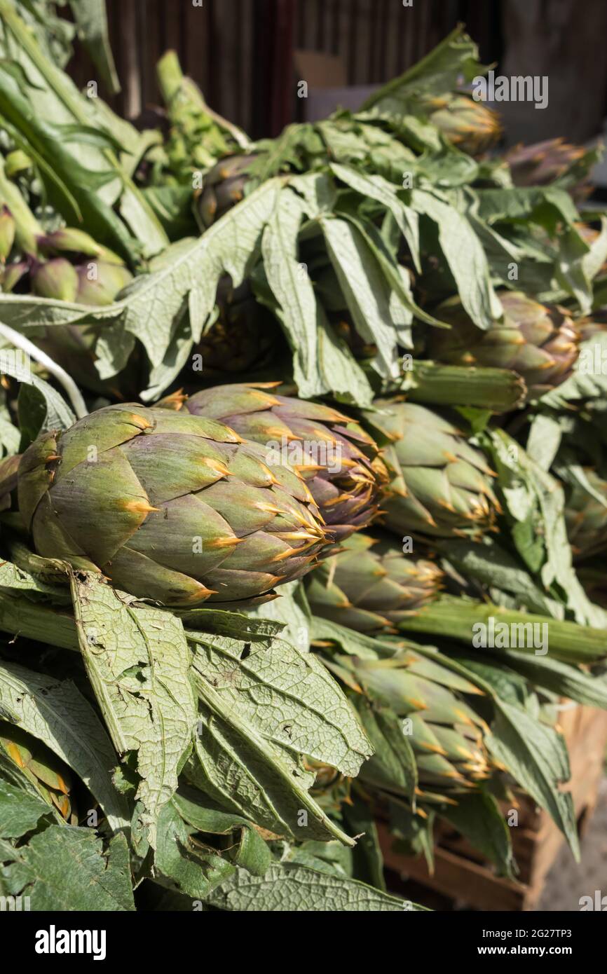 Vista ravvicinata dei carciofi verdi presso il mercato agricolo locale In Sicilia Foto Stock