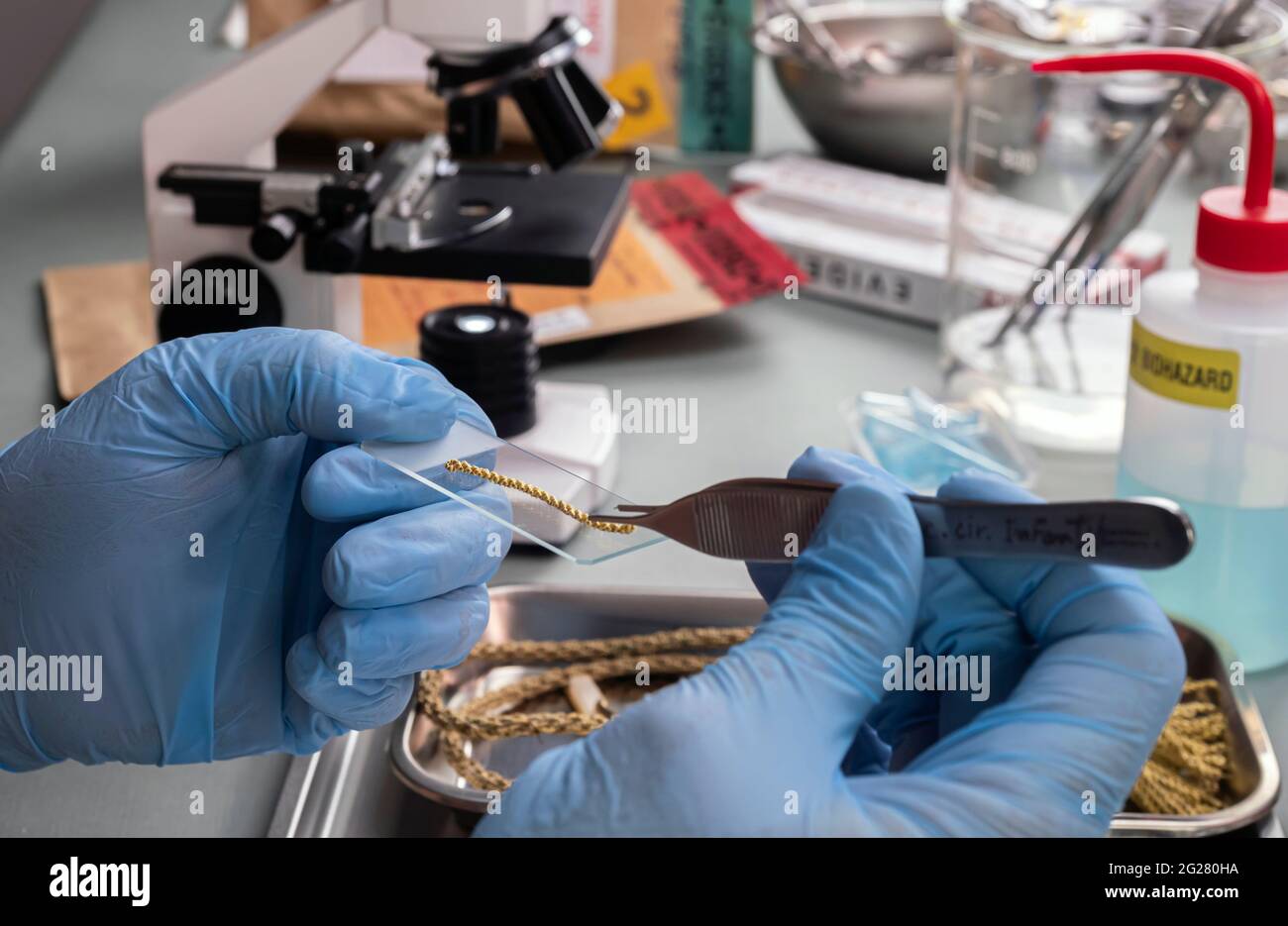 La polizia forense analizza il cordone d'oro al microscopio nel laboratorio del crimine, immagine concettuale Foto Stock