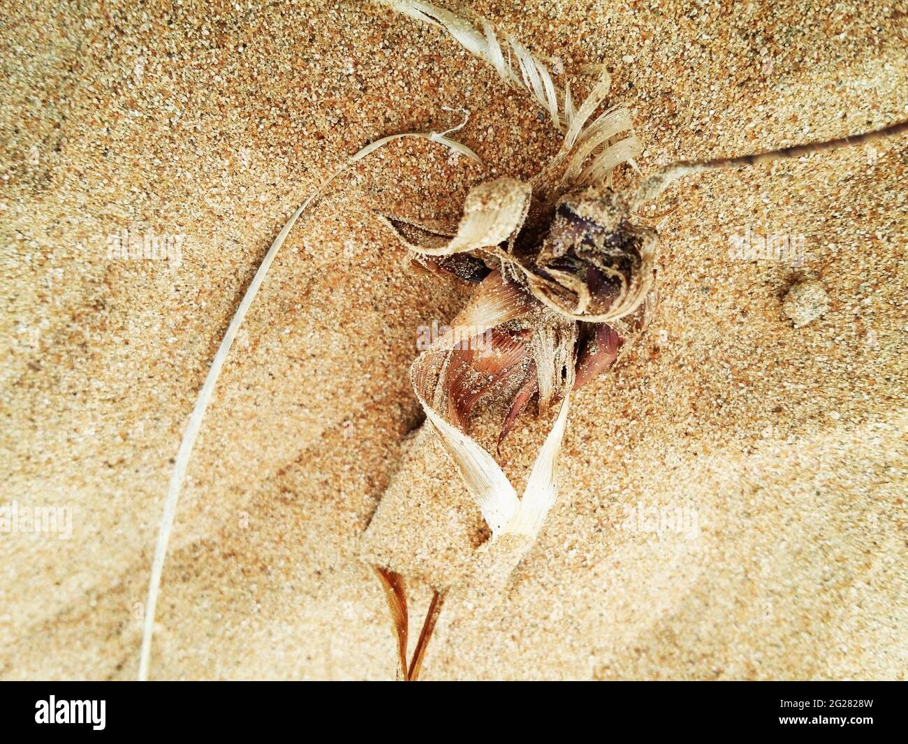 Great Sahara Desert Dunes Sand Sea Foto Stock