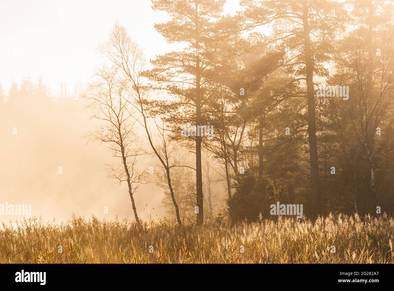 Alberi e canne in nebbia all'alba Foto Stock