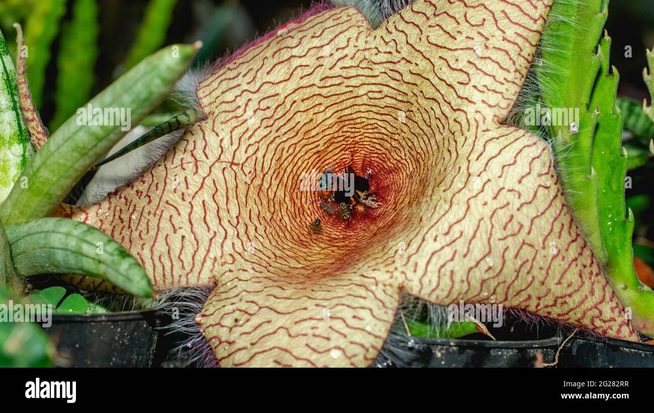 Bellissimo fiore di Stapelia gigantea. Fiore di cactus a forma di stella con forte odore che attraggono le mosche che aiutano l'impollinazione Foto Stock