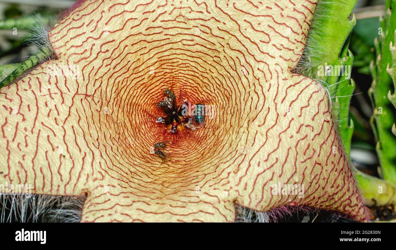 Bellissimo fiore di Stapelia gigantea. Fiore di cactus a forma di stella con forte odore che attraggono le mosche che aiutano l'impollinazione Foto Stock