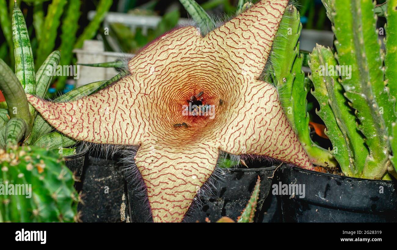 Bellissimo fiore di Stapelia gigantea. Fiore di cactus a forma di stella con forte odore che attraggono le mosche che aiutano l'impollinazione Foto Stock