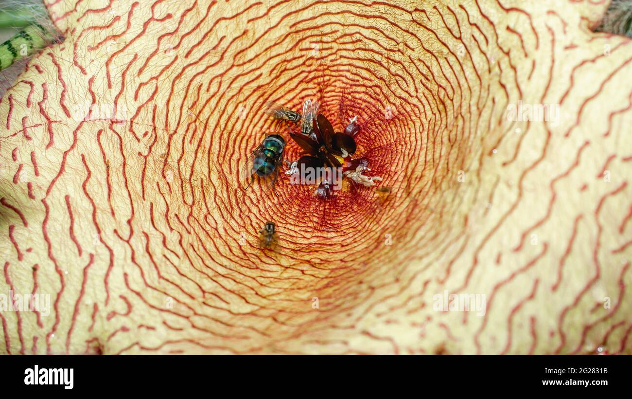 Bellissimo fiore di Stapelia gigantea. Fiore di cactus a forma di stella con forte odore che attraggono le mosche che aiutano l'impollinazione Foto Stock