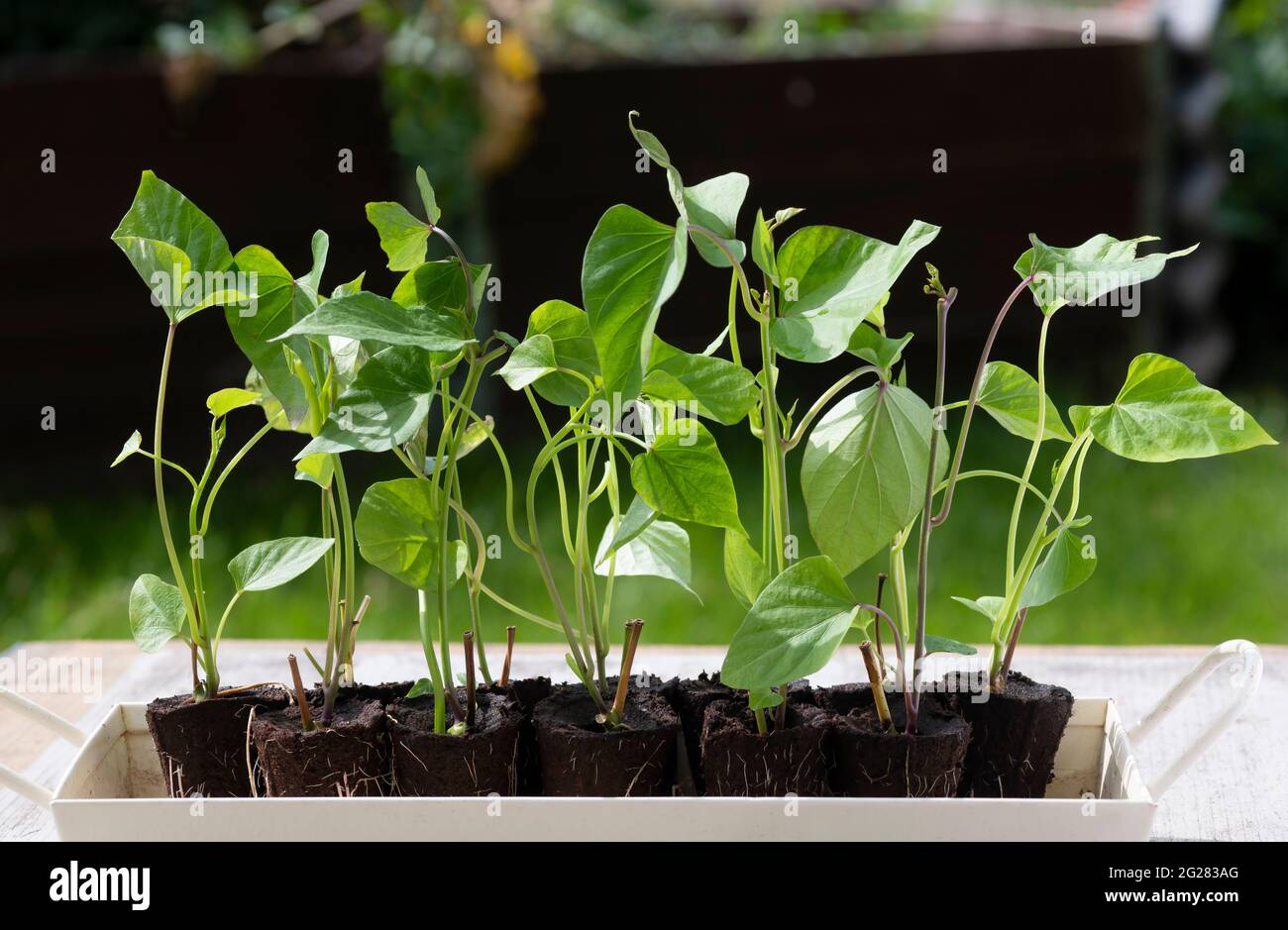 Un gruppo di radicati germoglianti di patata dolce, una pianta dicotiledona Convolvulaceae legato alla famiglia di bindweed o gloria del mattino, giardinaggio indietro Foto Stock