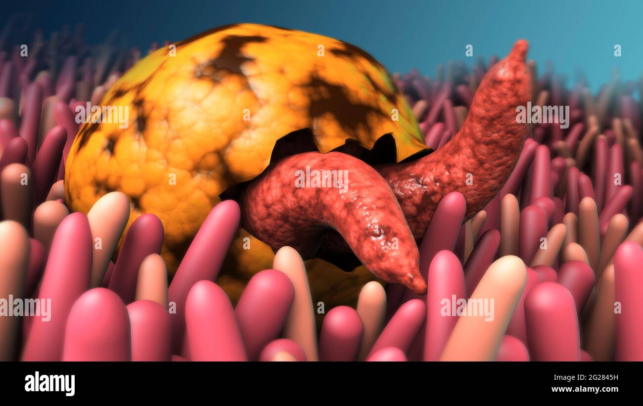 Illustrazione biomedica della criptosporidiosi sulla cilia. Foto Stock