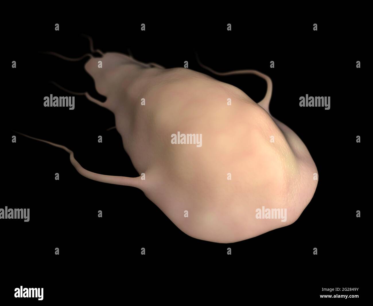 Illustrazione biomedica del parassita della Giardia, su sfondo nero. Foto Stock