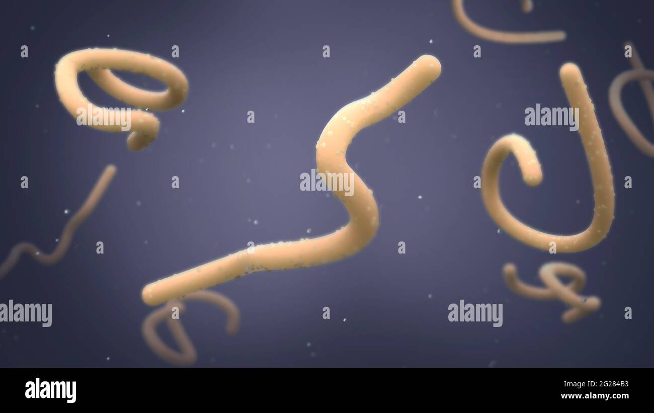 Illustrazione biomedica del virus di Marburg. Foto Stock