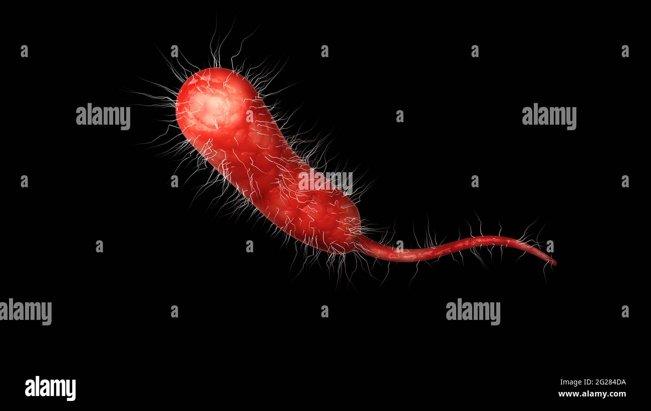 Illustrazione biomedica di un singolo batterio Vibrio vulnificus su sfondo nero. Foto Stock