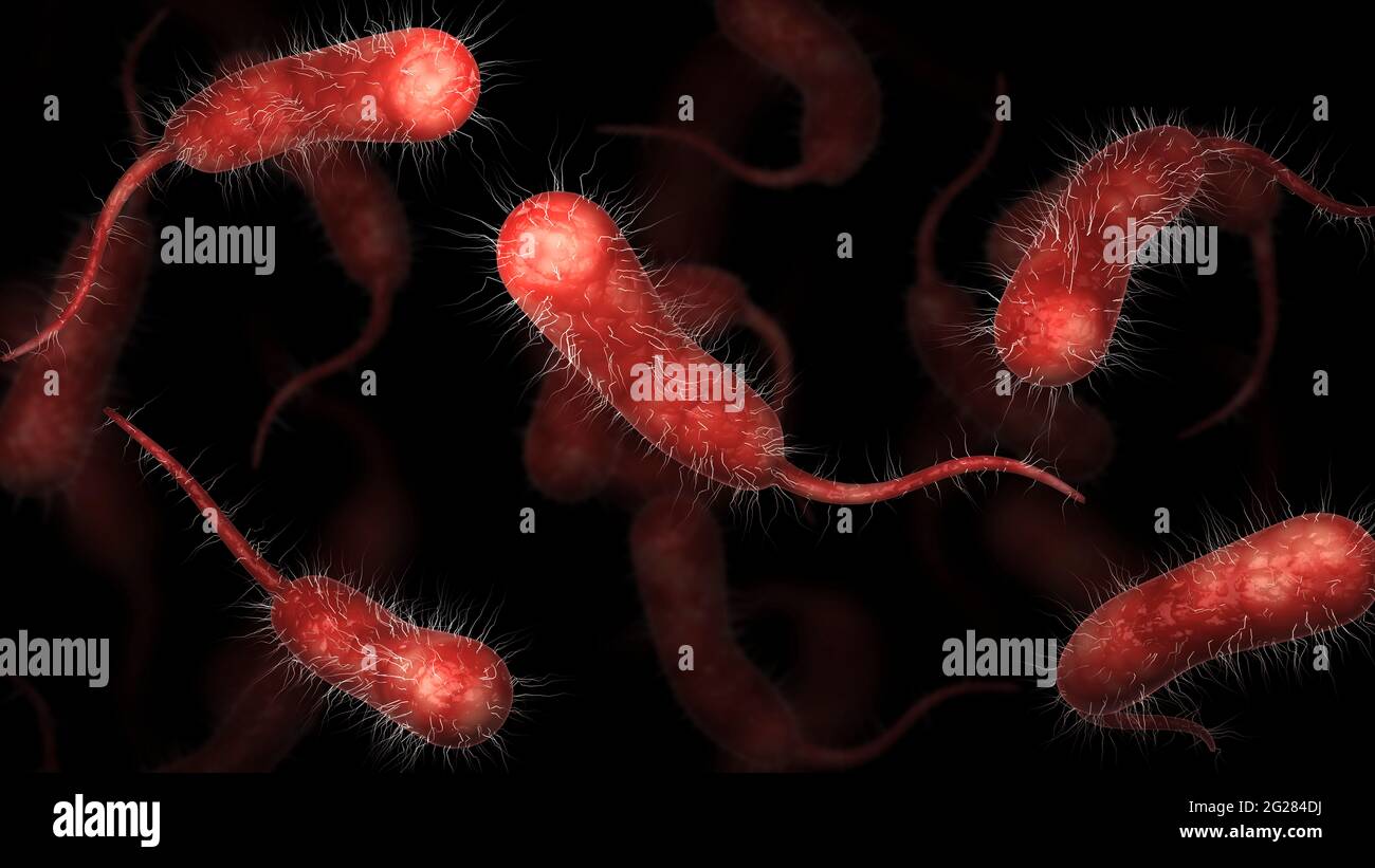 Illustrazione biomedica dei batteri vibrio vulnificus su fondo nero. Foto Stock