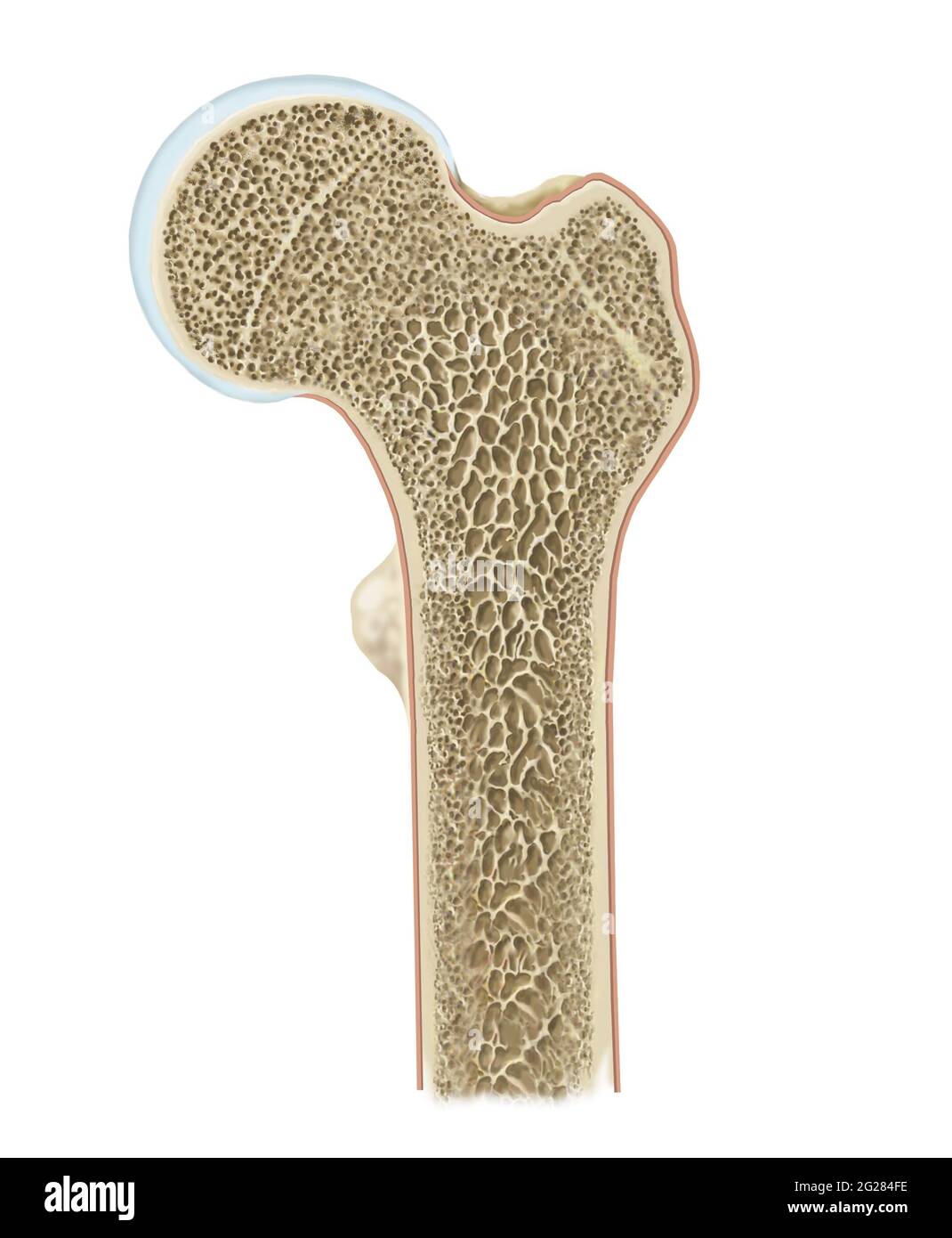Sezione trasversale dettagliata della testa del femore. Foto Stock