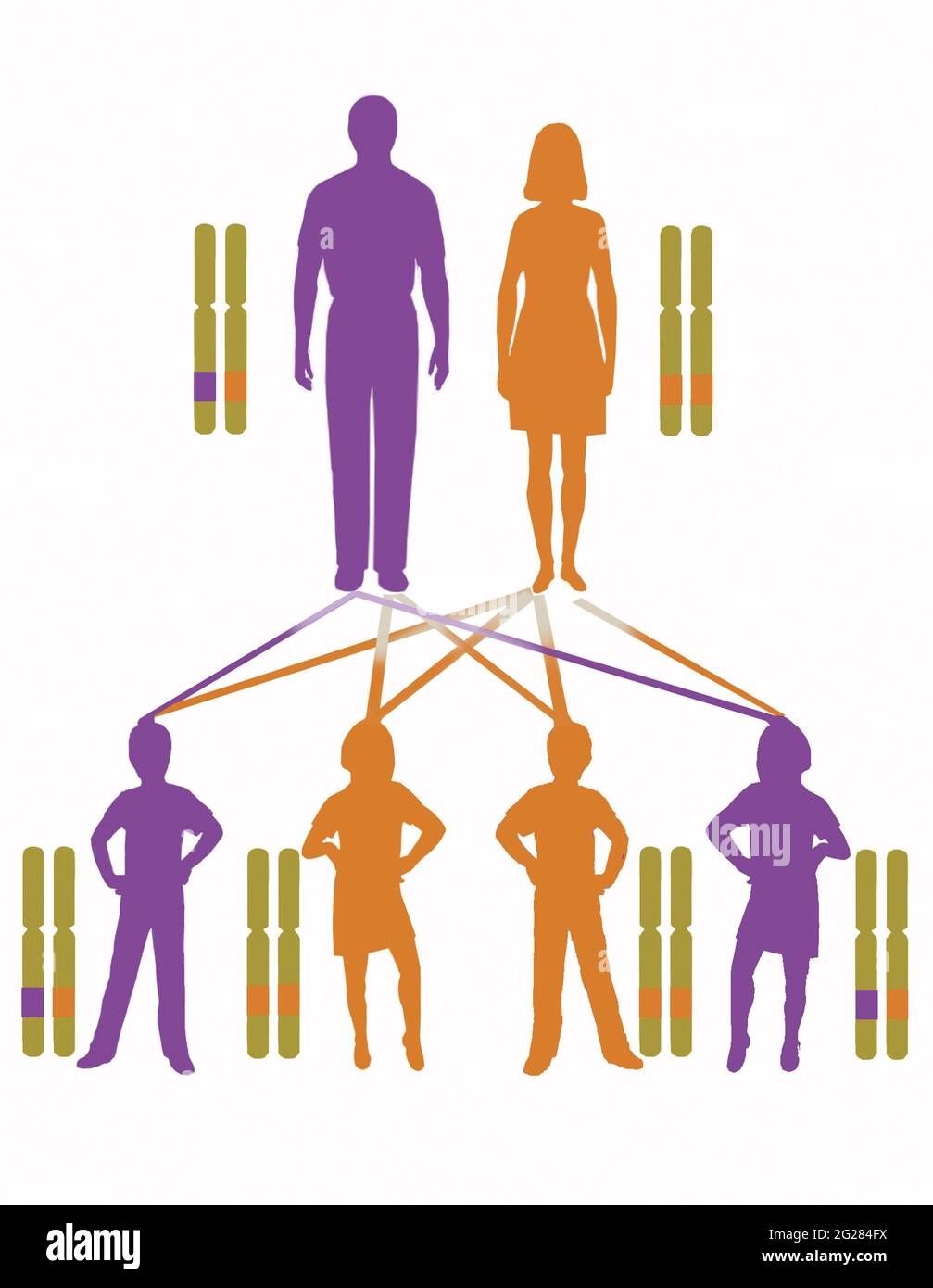 Infografica che mostra il modello di ereditarietà per i geni autosomali dominanti. Foto Stock