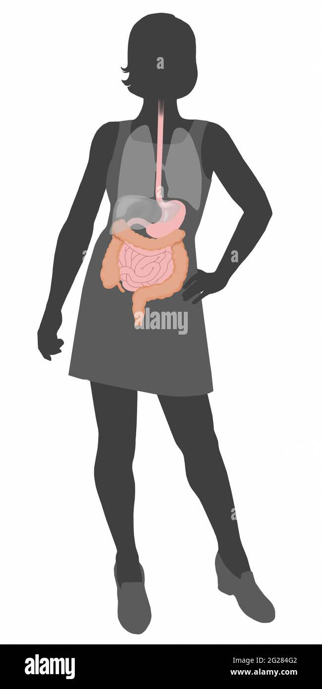 Silhouette femminile con tratto gastrointestinale semplificato. Foto Stock