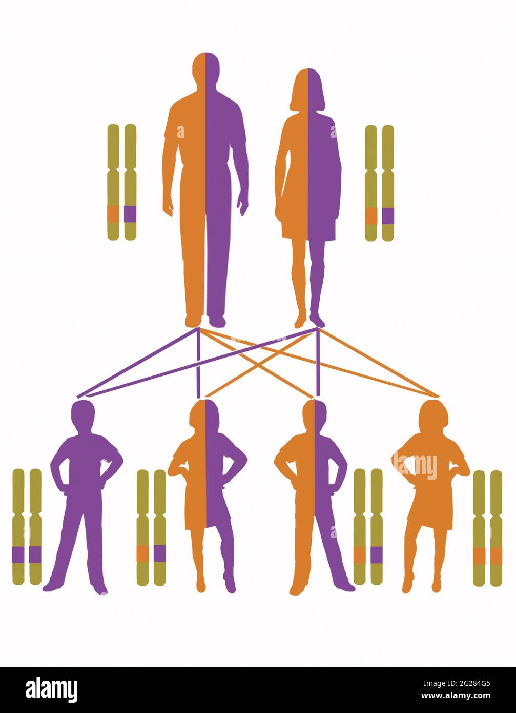 Infografica che mostra il modello di ereditarietà per i geni autosomici recessivi. Foto Stock