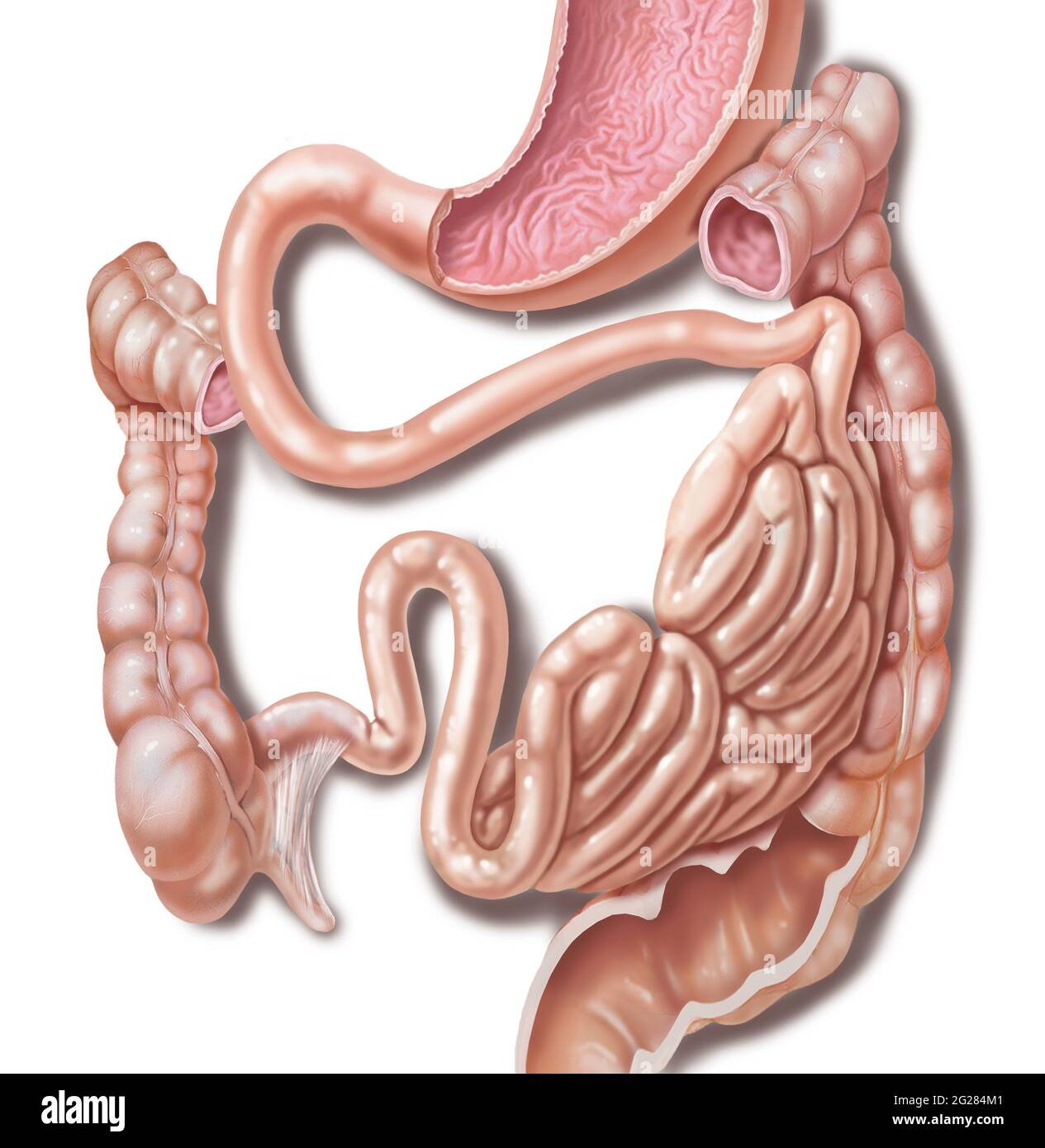 Dettaglio di intestini grandi e piccoli separati per mostrare chiaramente le sezioni. Foto Stock