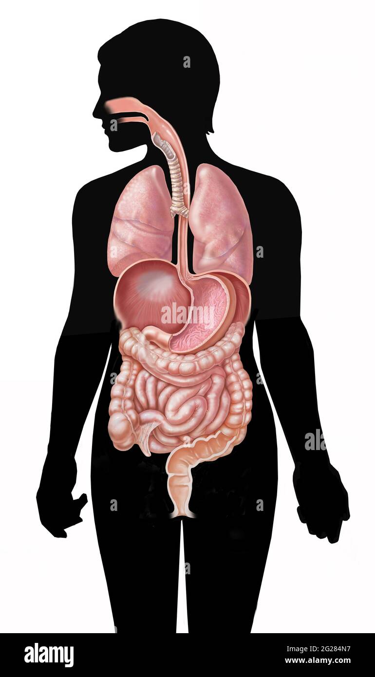 Sistema gastrointestinale completo, polmoni e diaframma sulla silhouette femminile. Foto Stock