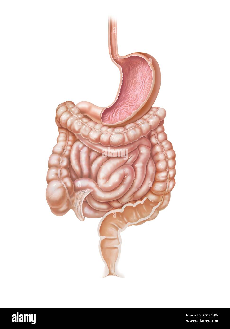 Esofago, stomaco e tratto intestinale completo su fondo bianco. Foto Stock Esofago, stomaco e tratto intestinale completo su fondo bianco. Foto Stock