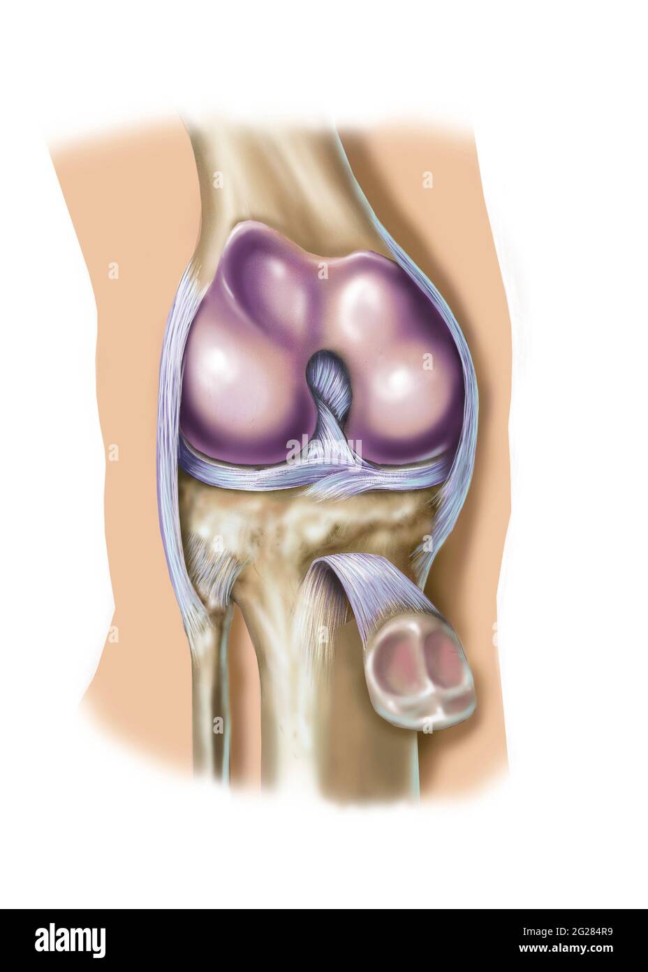 Ginocchio dalla parte anteriore con la rotula retratta per esporre l'articolazione. Foto Stock