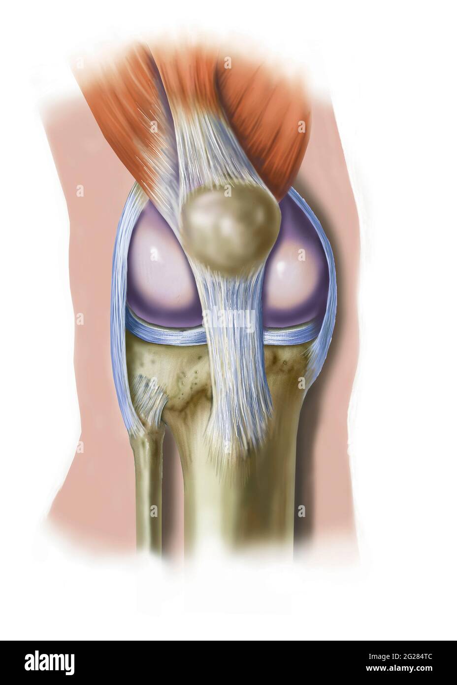 Vista frontale del ginocchio che mostra la posizione della rotula. Foto Stock