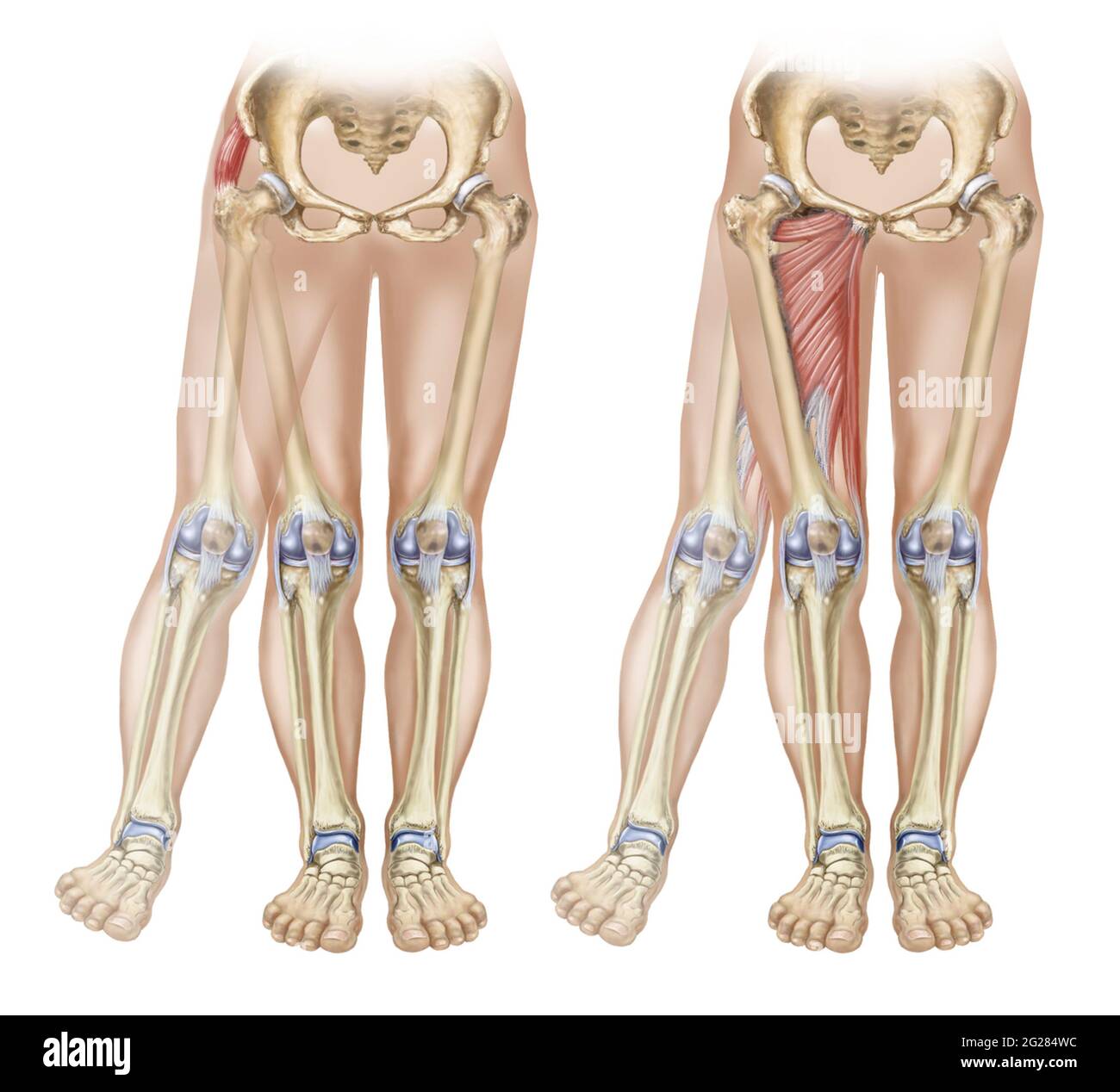 Ossa e muscoli che mostrano adduzione e rapimento della gamba. Foto Stock