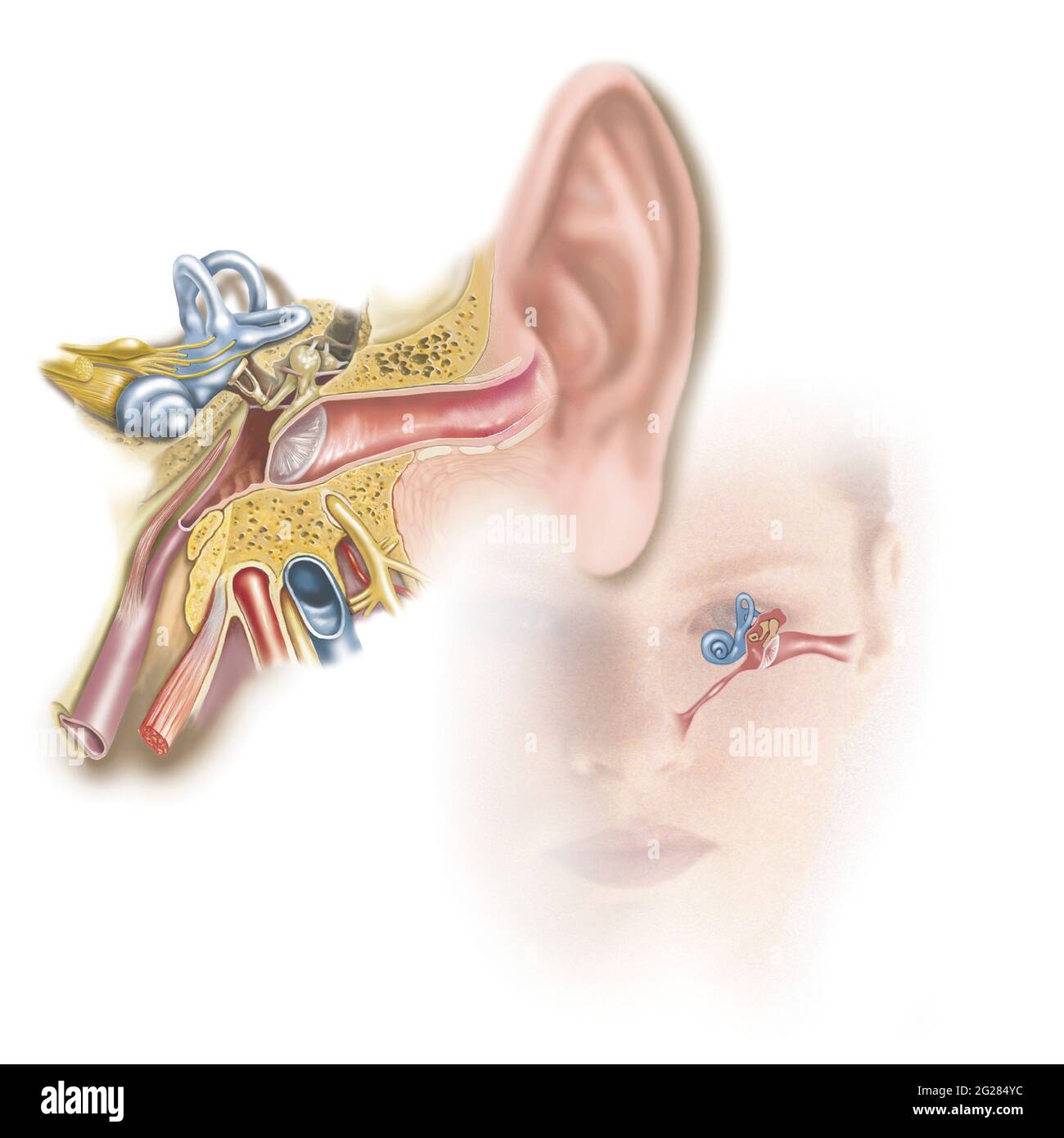 Posizione dell'orecchio interno rispetto alla testa e al viso. Foto Stock