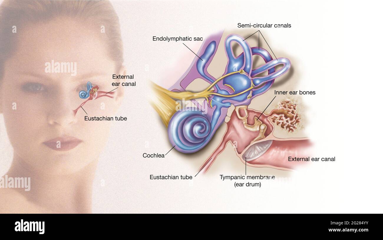 Tuba eustachio immagini e fotografie stock ad alta risoluzione Alamy
