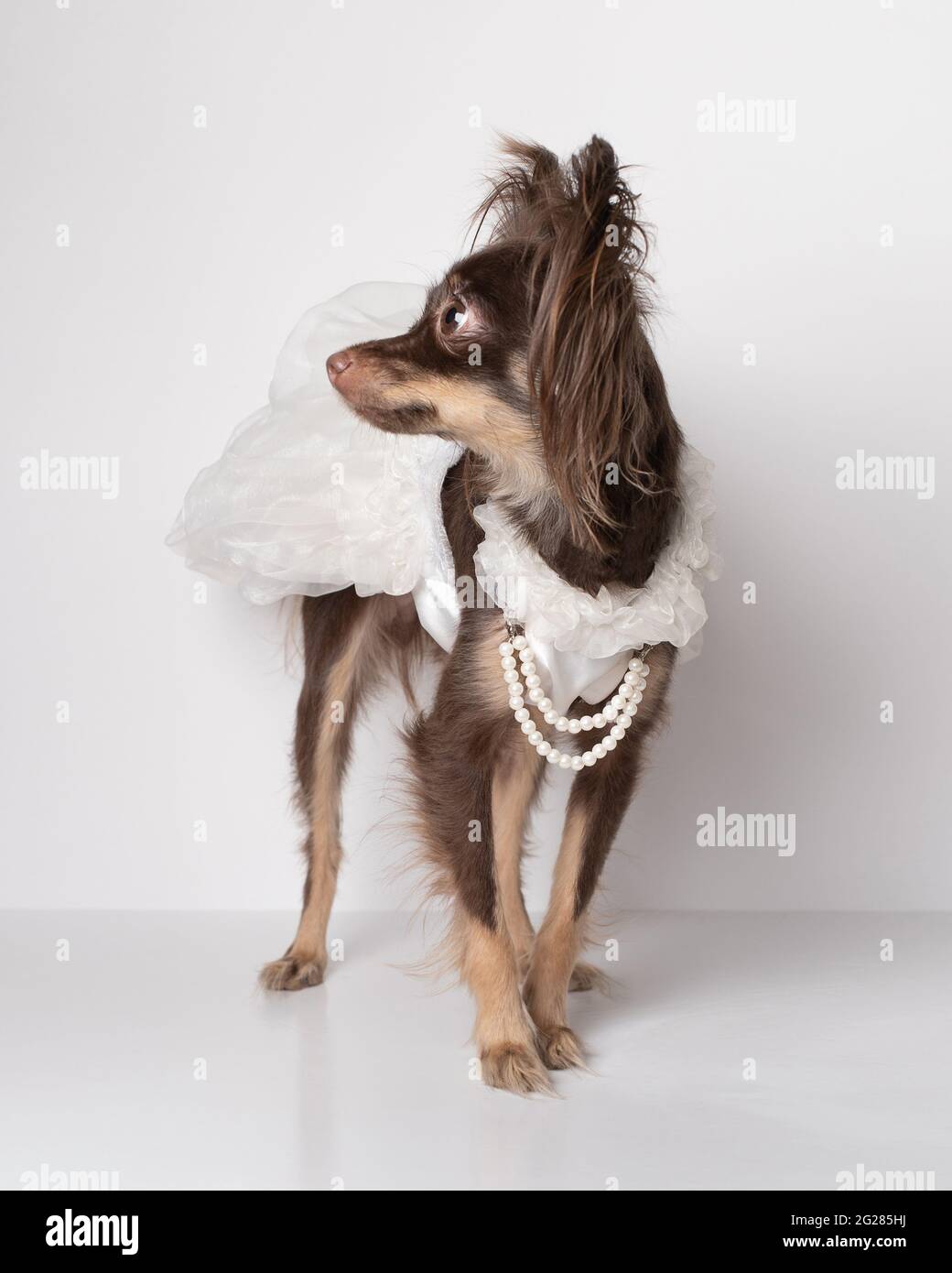 Bride cane purebred di razza cioccolato russo Toy Terrier in abito festivo, animale su sfondo bianco. Foto Stock