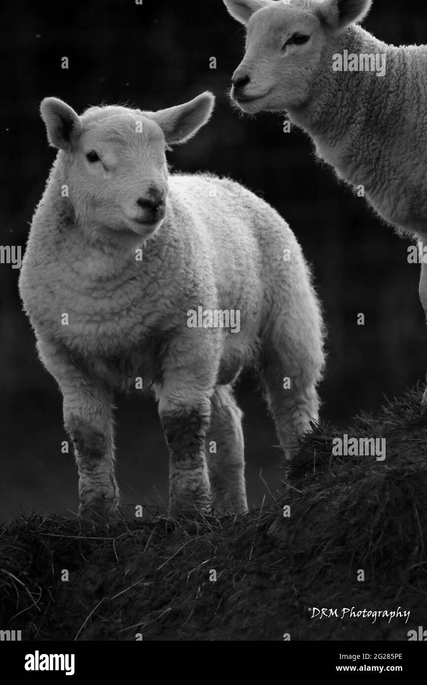 Immagini agricole del Galles occidentale Foto Stock