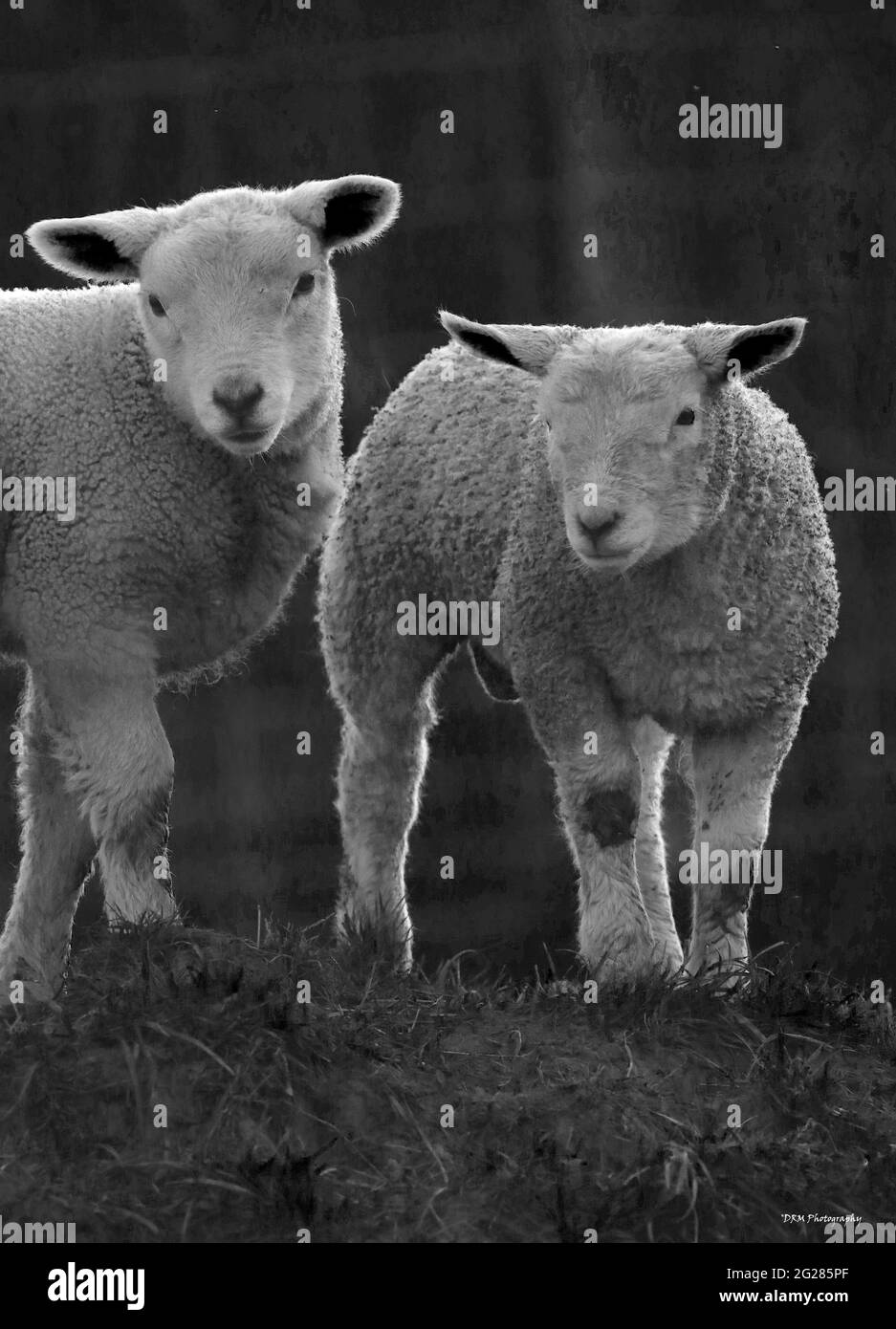 Immagini agricole del Galles occidentale Foto Stock