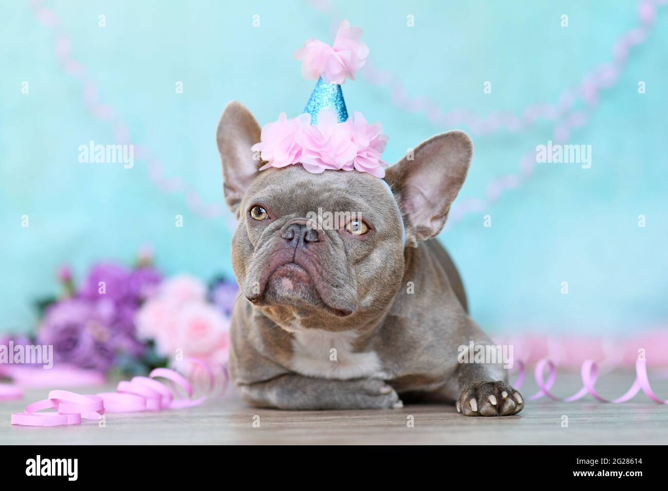 Lilla francese Bulldog cane con compleanno parte cappello sdraiato di fronte a sfondo blu con streamer di carta e fiori Foto Stock