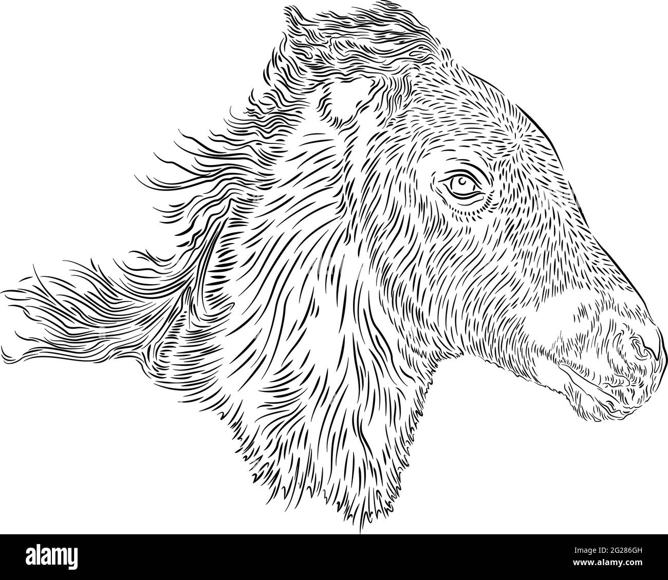 Testa foal cavallo disegno su sfondo bianco, illustrazione vettoriale Illustrazione Vettoriale