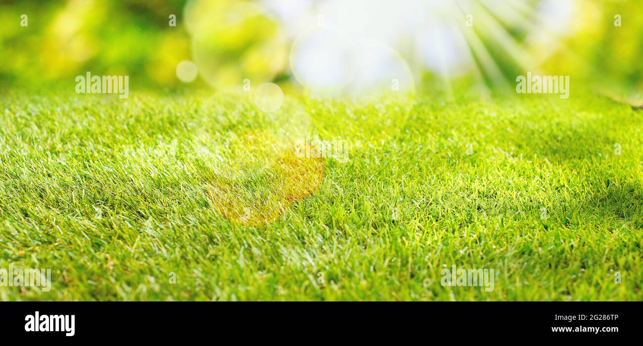 Sfondo naturale con prato erboso verde e luce solare con effetto bokeh sfocato per design di concetto primavera ed estate Foto Stock