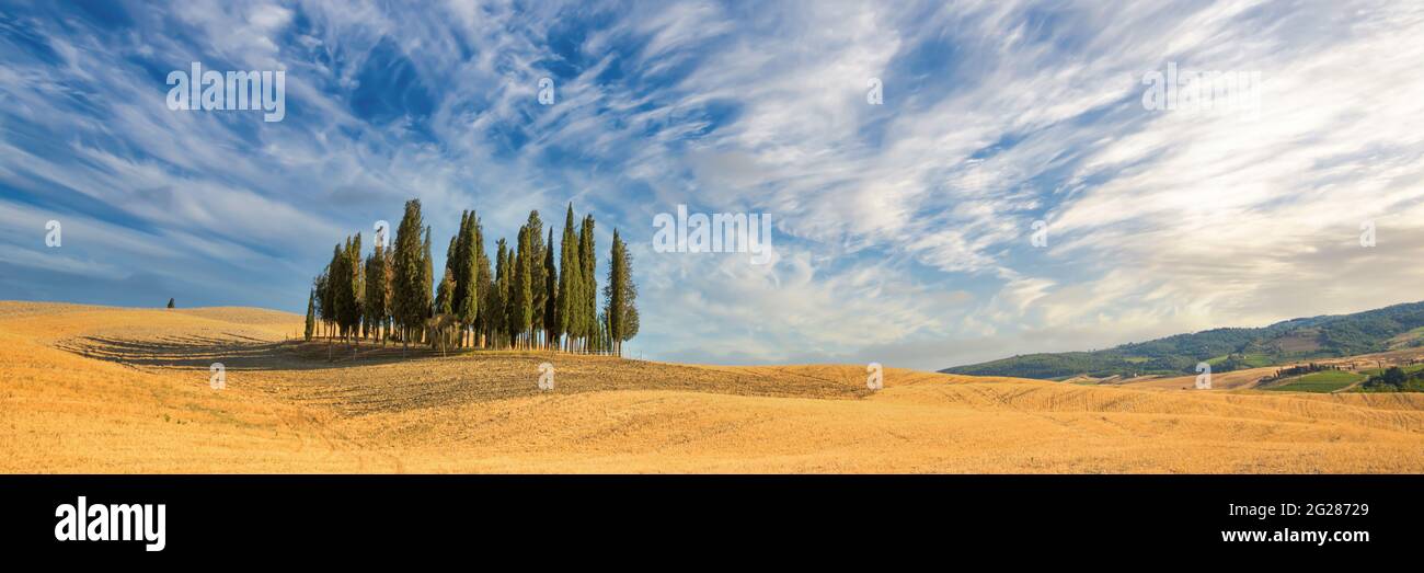 Bellissimo panorama tipico toscano con cipressi in un campo d'estate, Toscana, Italia Foto Stock