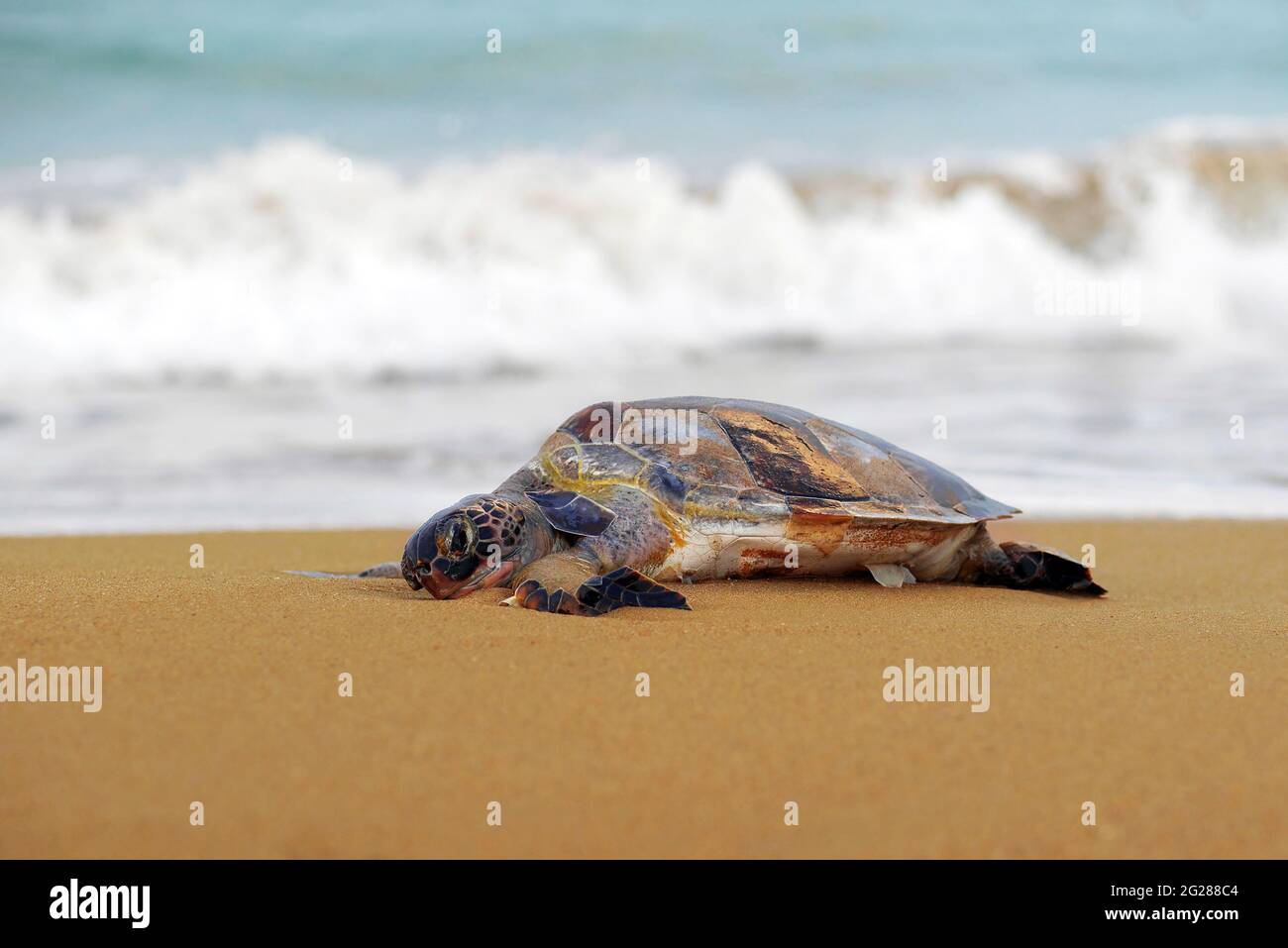turlte di mare morto lavato a riva Foto Stock