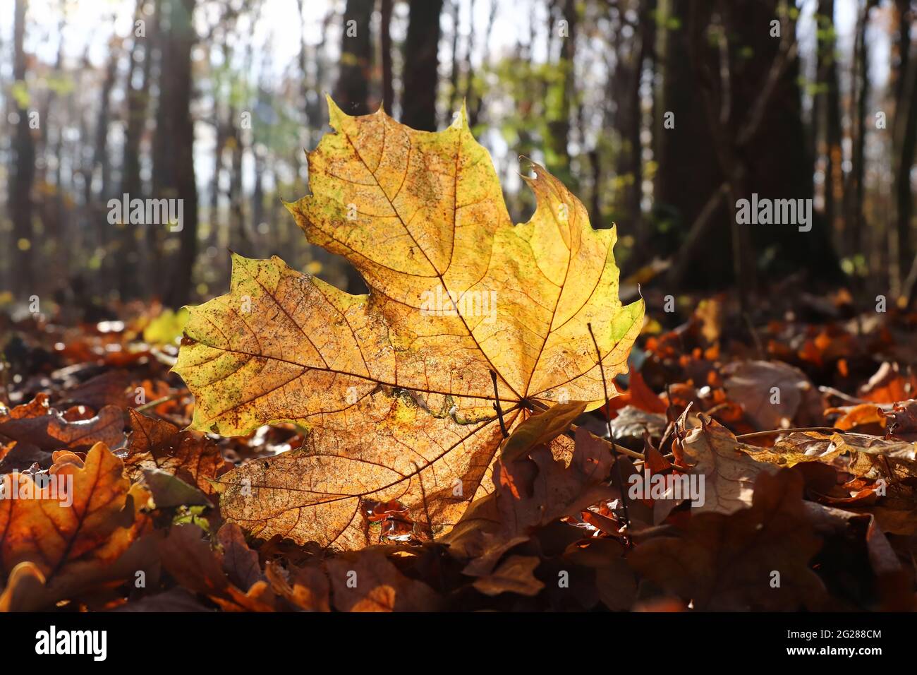 Foglia d'acero caduta in controluce nella foresta d'autunno Foto Stock