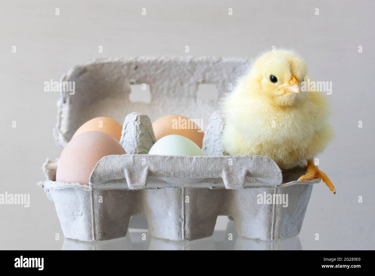 Un primo piano di un super adorabile pulcino fuzzy appollaiato in un eggbox Foto Stock
