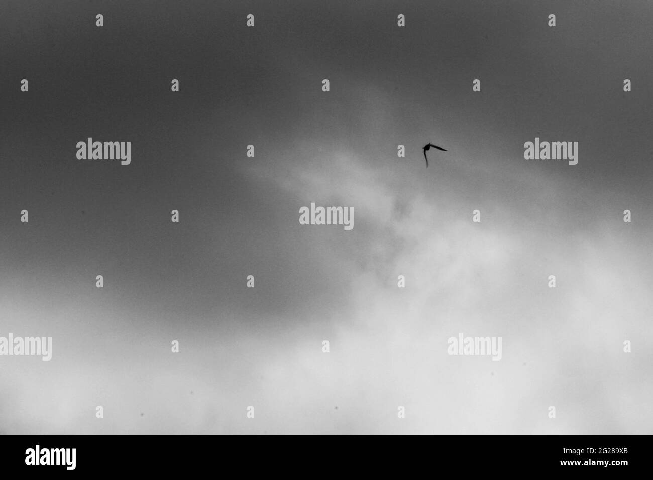 uccelli in volo nel cielo Foto Stock