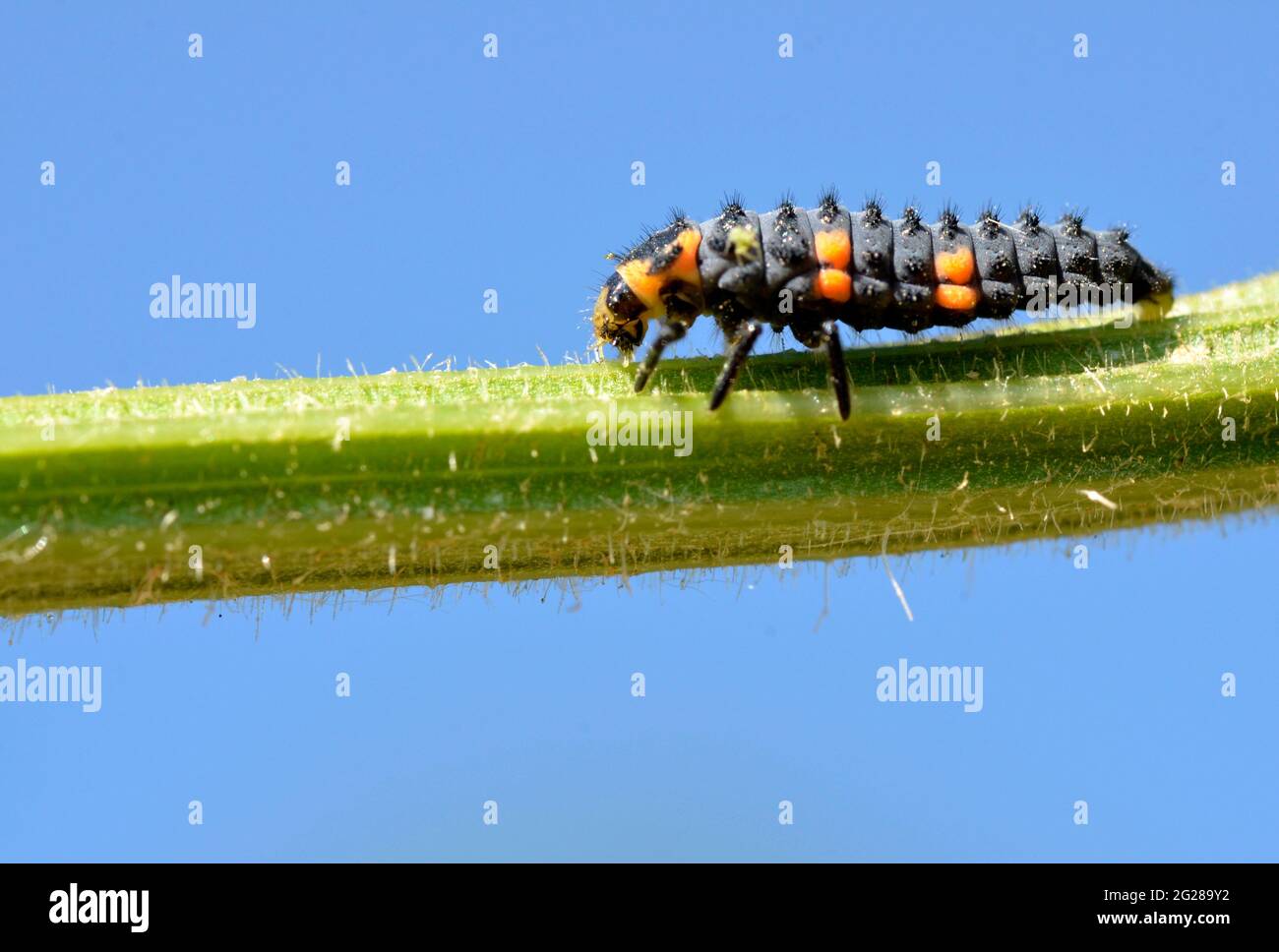 Macro di larva ladybug (Coccinella) su un gambo visto dal profilo e su sfondo blu cielo Foto Stock