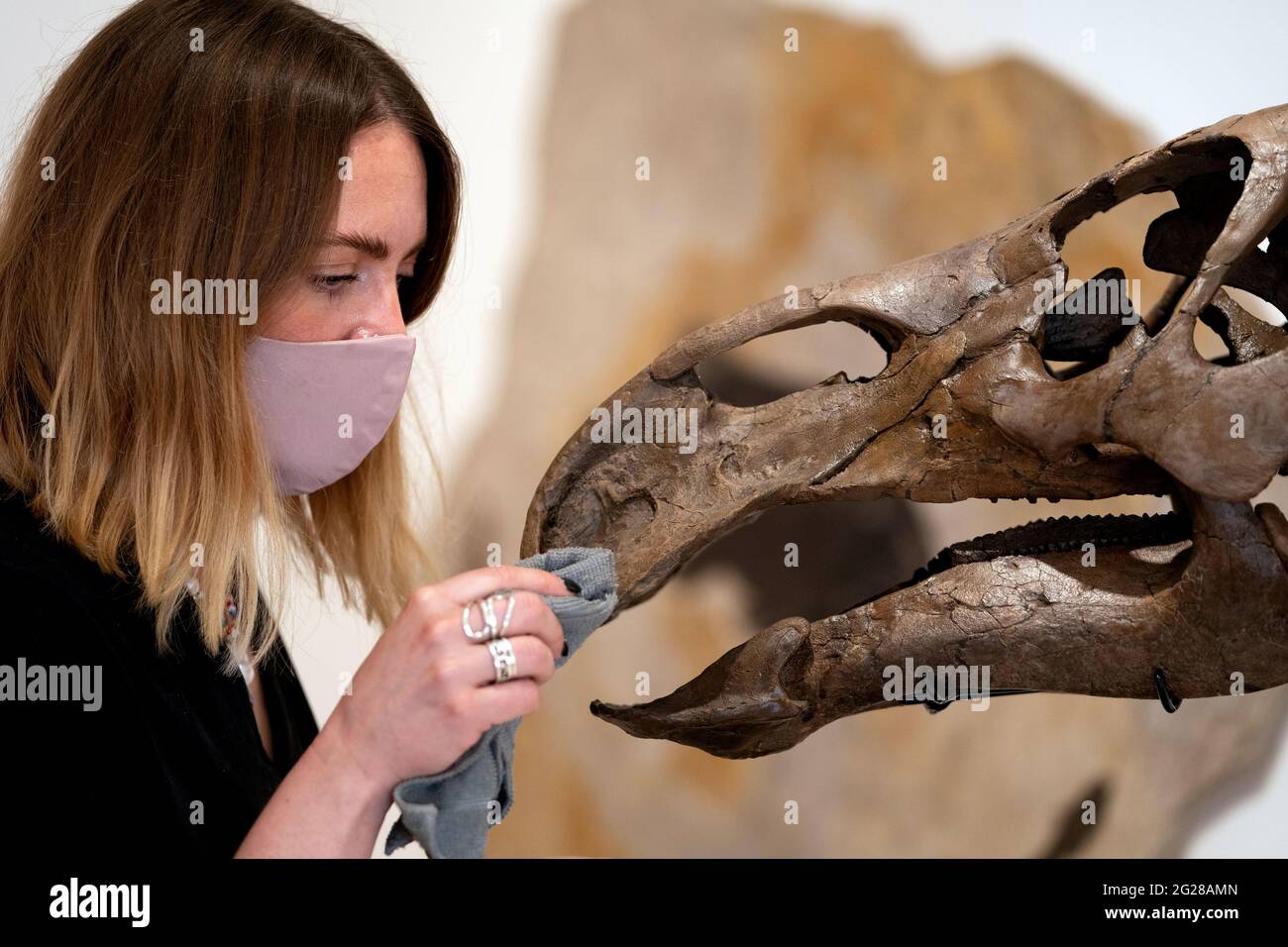 Carla Nizzola pulisce 'ed', un cranio di 68 milioni di anni di un dinosauro Edmontonsaurus che fa parte della collezione di opere d'arte, sculture, antichità e oggetti di storia naturale che si presenta nella nuova galleria di oggetti straordinari di Cambridge. Data immagine: Mercoledì 9 giugno 2021. Foto Stock