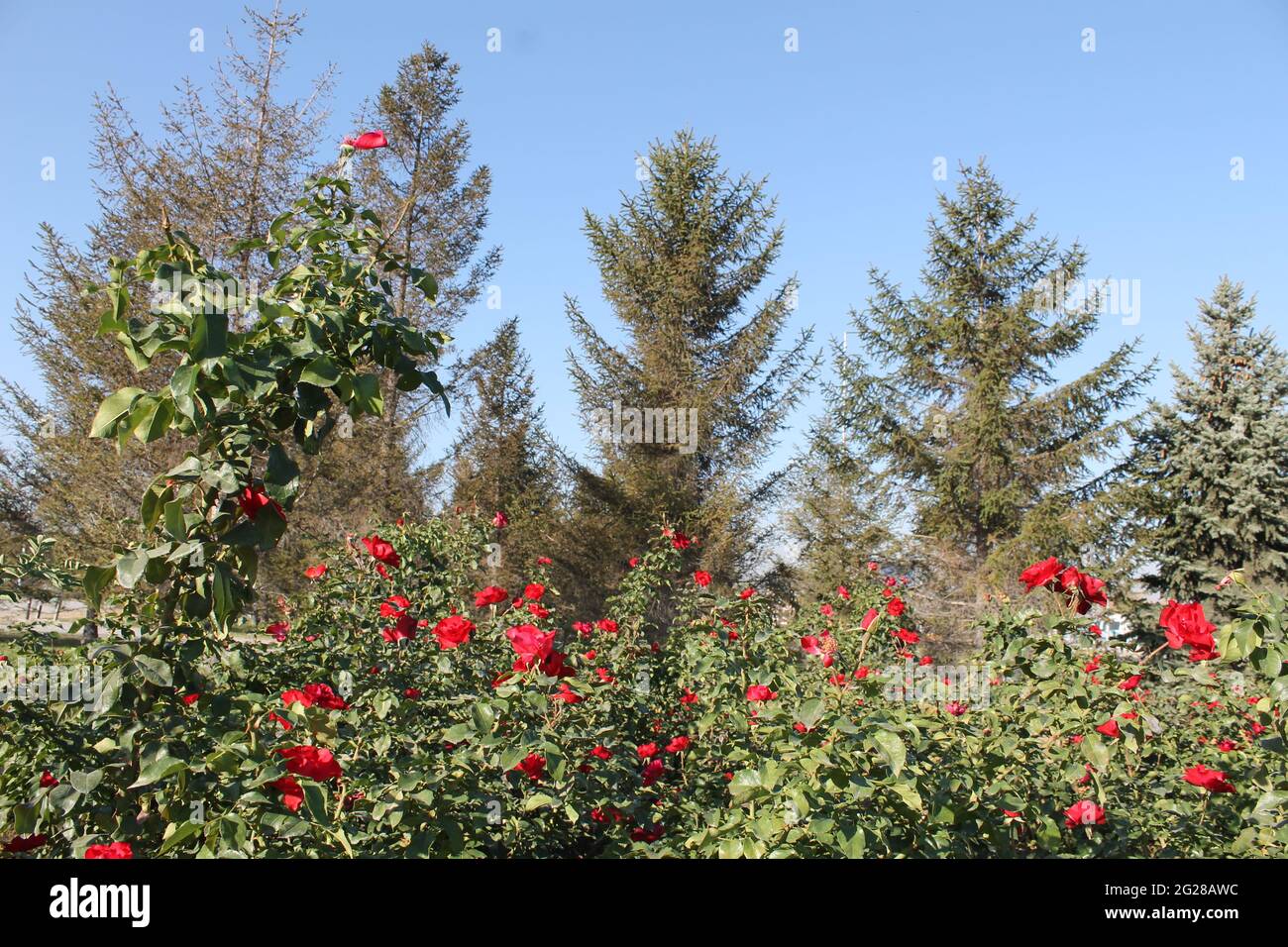 Rosso e rose bianche Foto Stock