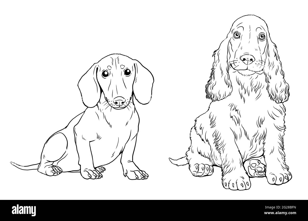 Dachshund e сocker puppy spaniel. Simpatici cuccioli di cani. Modello di colorazione. Illustrazione digitale. Foto Stock
