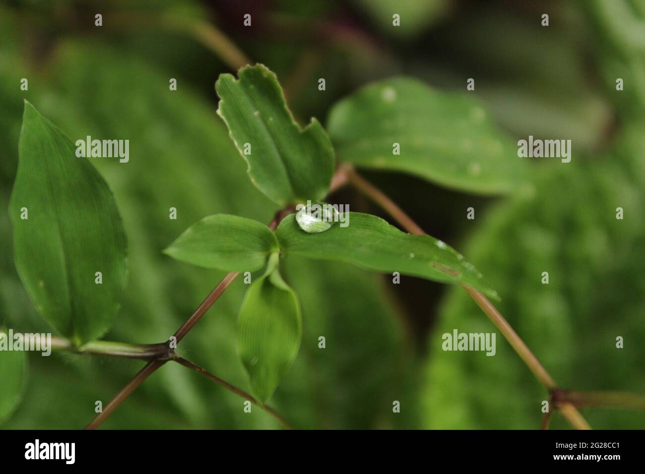 Goccia di rugiada su foglia verde all'inizio della primavera: Tradecantia fluminensis Vell. Anche chiamato vagabondaggio-giudeo (Commininaceae) Foto Stock