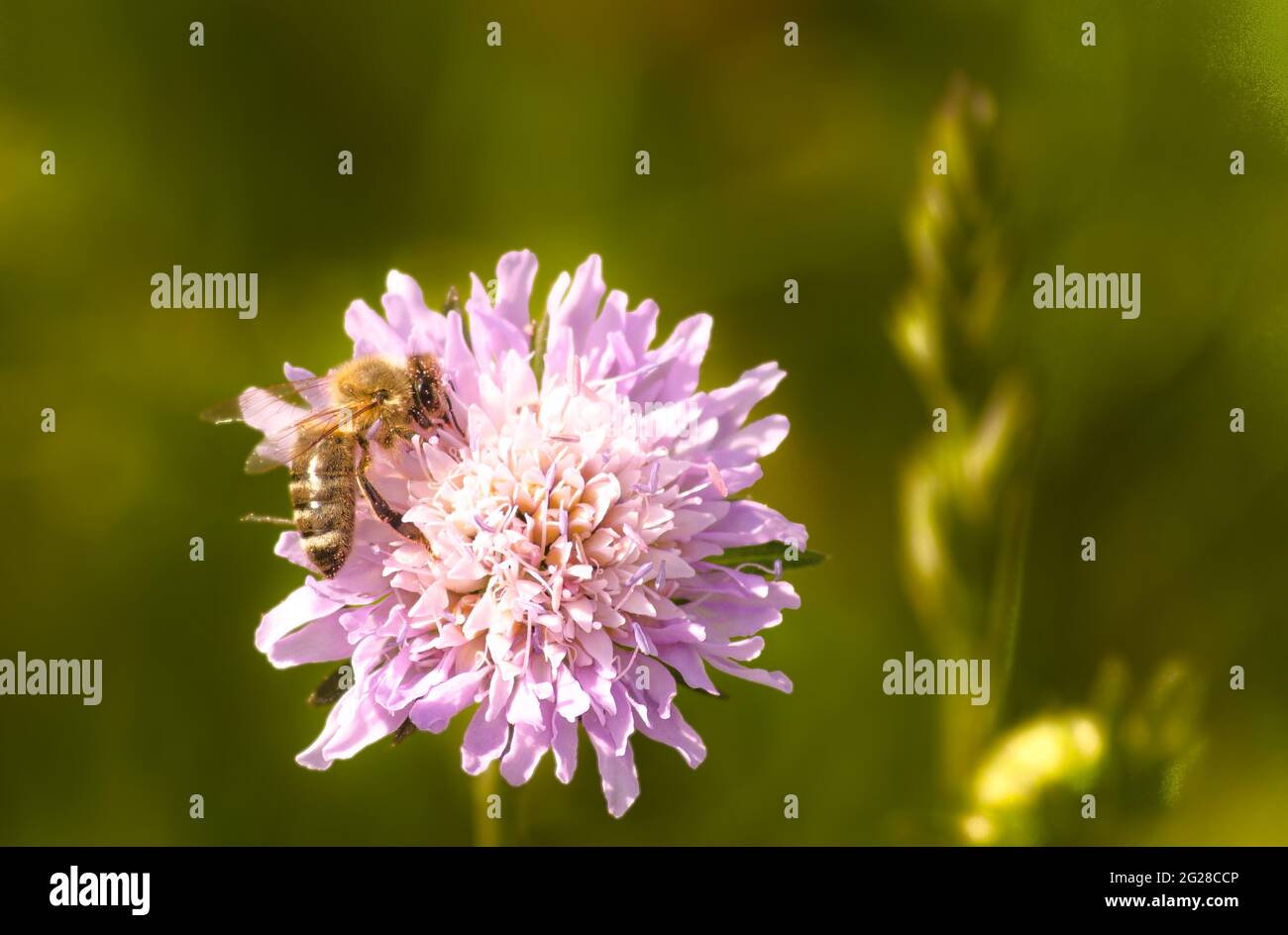 TELFS, AUSTRIA - 09 maggio 2020: Polline di raccolta delle api su una scabiosa in un campo vicino a Telfs/Tirolo/Austria Foto Stock