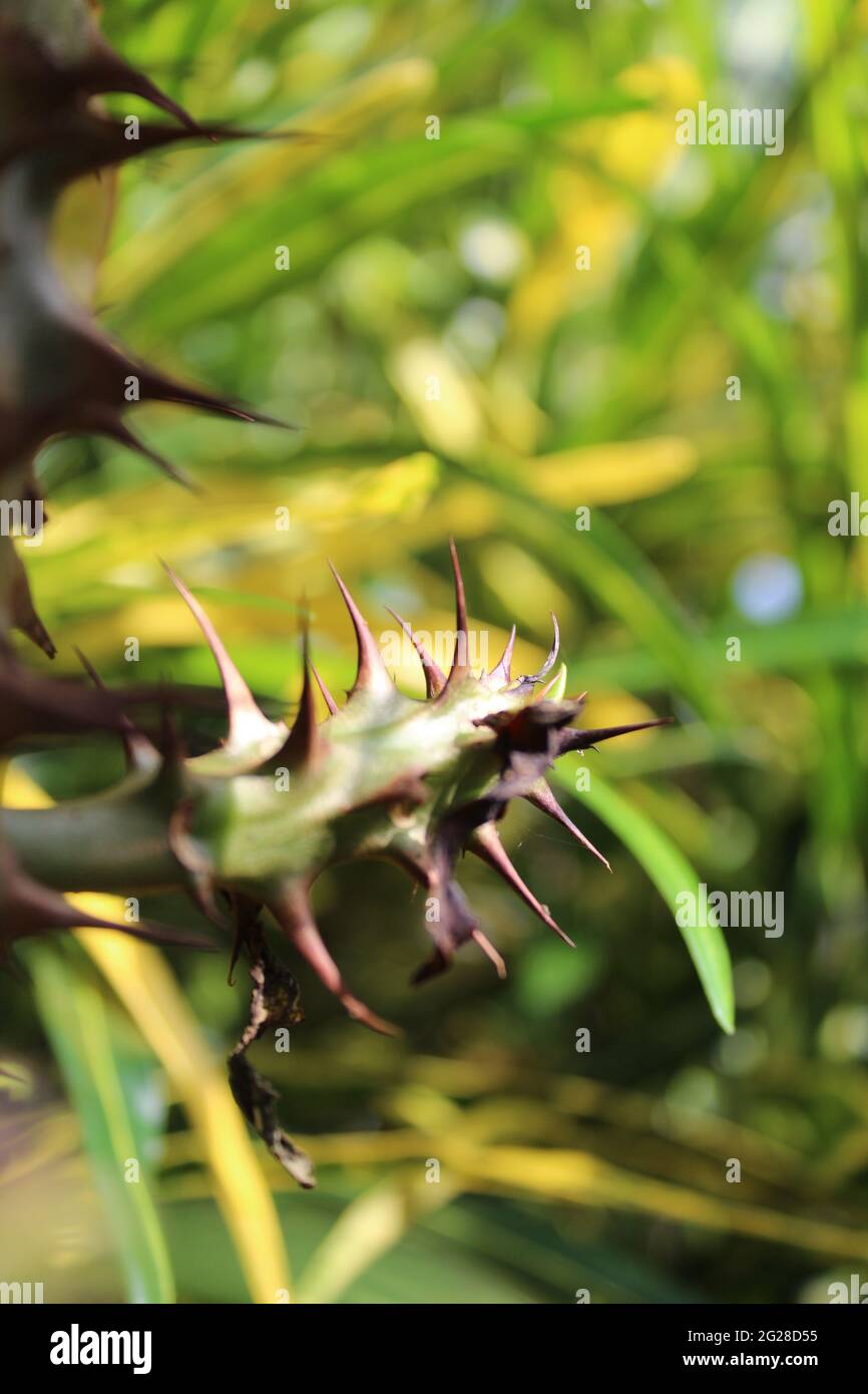 Pianta con molte spine acarpate su di essa per difendersi dai predatori: Gambo della pianta di Cristo (Euphorbiaceae) Euphorbia milii Des Moul. Foto Stock
