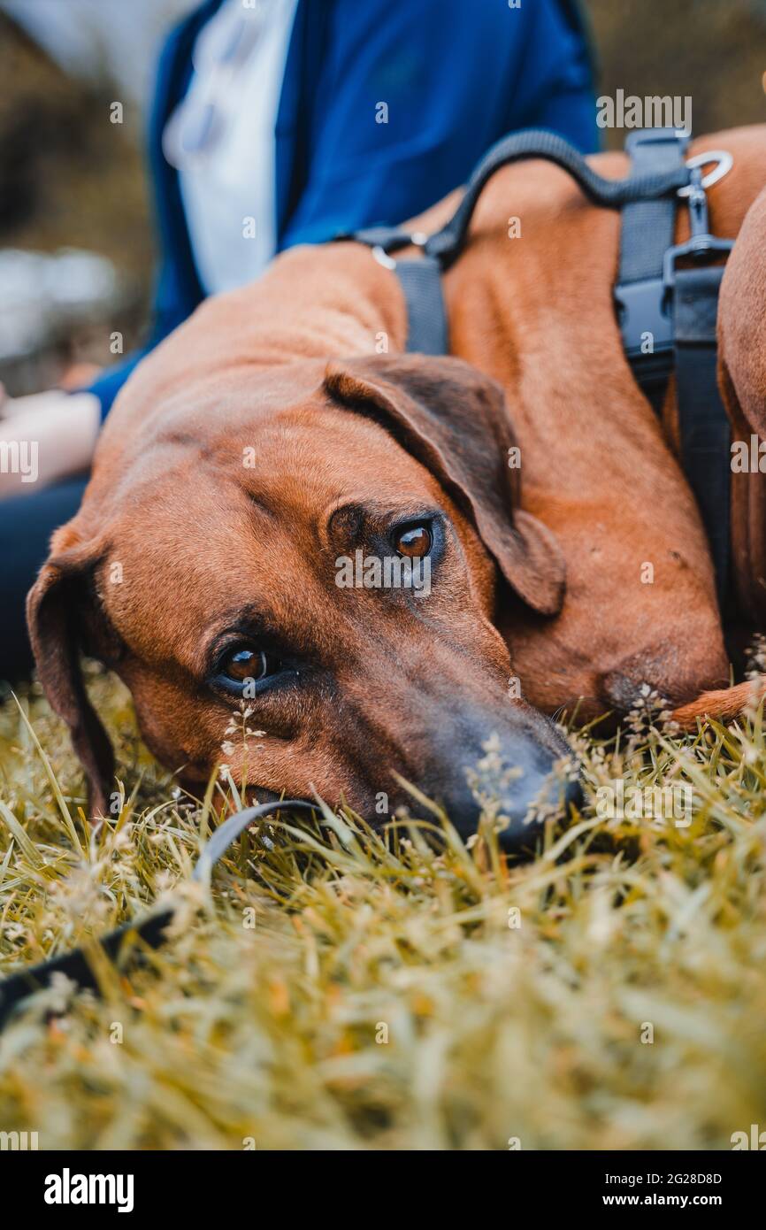 Ridgeback Rhodesien con cappotto marrone/dorato nelle alpi austriache (Vilsalpsee). Forrest, rocce e montagna. Il naso nero e gli occhi marroni rendono il cane carino Foto Stock