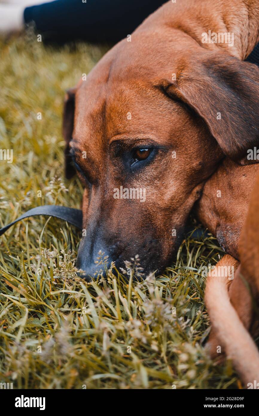 Ridgeback Rhodesien con cappotto marrone/dorato nelle alpi austriache (Vilsalpsee). Forrest, rocce e montagna. Il naso nero e gli occhi marroni rendono il cane carino Foto Stock